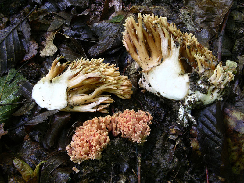 Ritrovamenti del 27 maggio (griglia 1)